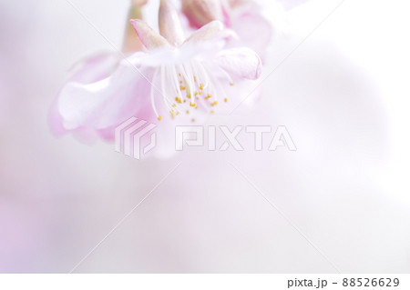 ふわふわなさくら 88526629