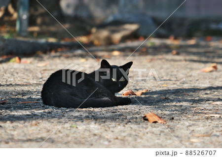 猫 88526707