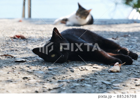 猫 88526708