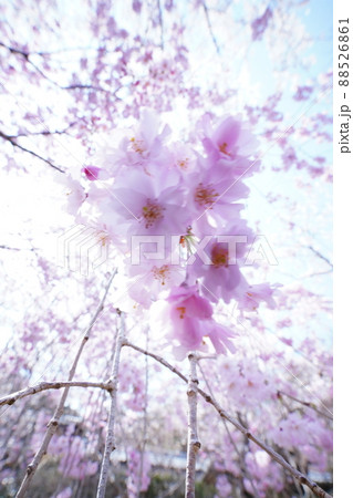 ふわふわでとろけそうなさくら 88526861