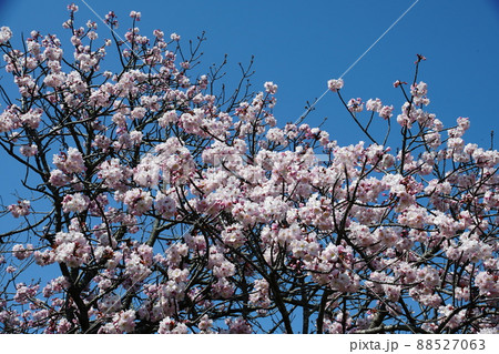 サクラ　Cherry blossom 88527063