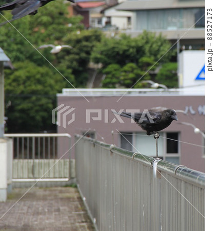 カラス/鳥避けワイヤーを固定する棒の先端に、器用に乗っている様子 カラス/鳥避けワイヤーを固定する棒の先端に、器用に乗っている様子 88527173