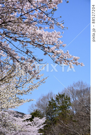 常陸国出雲大社の桜 常陸国出雲大社の桜 88527204
