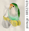 コザクラインコと洗濯バサミのとまり木 88527419