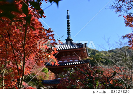 三室戸寺 紅葉 三室戸寺 紅葉 88527826
