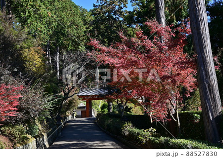 三室戸寺 紅葉 三室戸寺 紅葉 88527830
