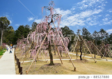 三室戸寺 しだれ梅 三室戸寺 しだれ梅 88527880