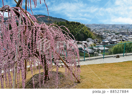 三室戸寺　しだれ梅 88527884