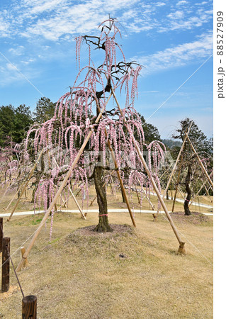 三室戸寺 しだれ梅 三室戸寺 しだれ梅 88527909