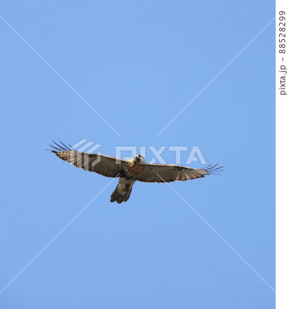 飛翔するノスリ 88528299