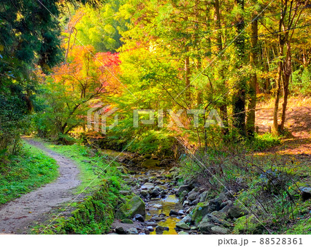 石見銀山に向かう途中の紅葉が素敵な散歩道 石見銀山に向かう途中の紅葉が素敵な散歩道 88528361