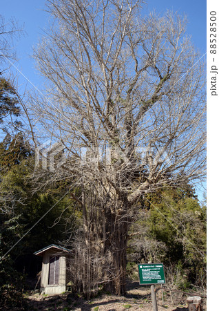 中山神社の大イチョウ　秋田県男鹿市 88528500