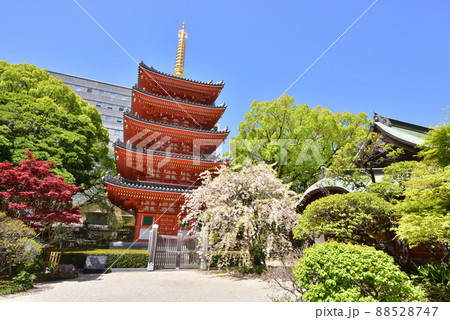しだれ桜咲く東長寺の五重塔 福岡市博多区 しだれ桜咲く東長寺の五重塔 福岡市博多区 88528747