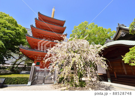 しだれ桜咲く東長寺の五重塔 福岡市博多区 しだれ桜咲く東長寺の五重塔 福岡市博多区 88528748