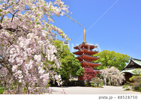 しだれ桜咲く東長寺の五重塔 福岡市博多区 しだれ桜咲く東長寺の五重塔 福岡市博多区 88528750