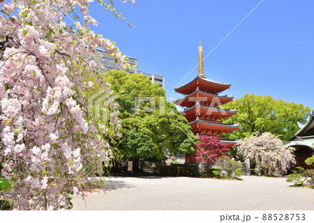 しだれ桜咲く東長寺の五重塔 福岡市博多区 しだれ桜咲く東長寺の五重塔 福岡市博多区 88528753