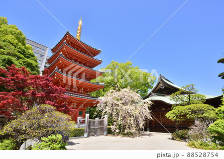 しだれ桜咲く東長寺の五重塔 福岡市博多区 しだれ桜咲く東長寺の五重塔 福岡市博多区 88528754