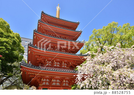 しだれ桜咲く東長寺の五重塔 福岡市博多区 しだれ桜咲く東長寺の五重塔 福岡市博多区 88528755