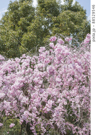 満開の枝垂れ桜(倉吉市関金温泉周辺の風景) 満開の枝垂れ桜(倉吉市関金温泉周辺の風景) 88529546