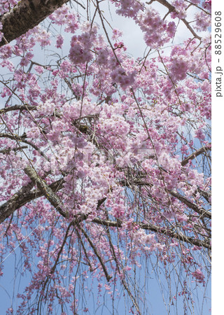 満開の枝垂れ桜（倉吉市関金温泉周辺の風景） 88529608