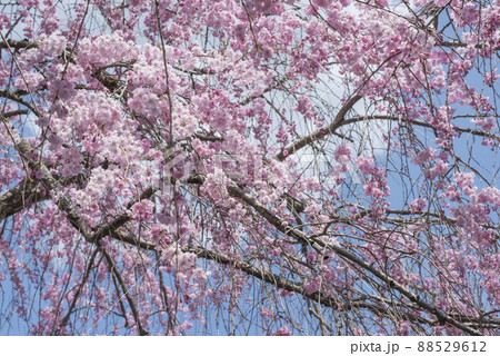 満開の枝垂れ桜(倉吉市関金温泉周辺の風景) 満開の枝垂れ桜(倉吉市関金温泉周辺の風景) 88529612
