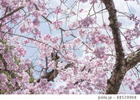 満開の枝垂れ桜(倉吉市関金温泉周辺の風景) 満開の枝垂れ桜(倉吉市関金温泉周辺の風景) 88529968