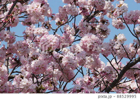 サクラ　Cherry blossom 88529995