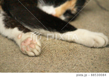 ぷにぷに肉球 コンクリートの床に寝そべるアンニュイな猫 ぷにぷに肉球 コンクリートの床に寝そべるアンニュイな猫 88530084