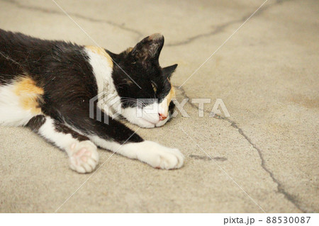 コンクリートの床に寝そべるアンニュイな表情の猫 コンクリートの床に寝そべるアンニュイな表情の猫 88530087