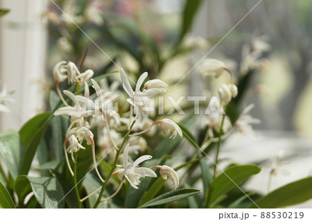 バルボフィラム・ウェンドランディアナム　Bulbophyllum wendlandianum 88530219