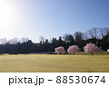 桜と広場 88530674