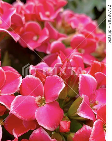 ピンクのかわいいカランコエの花々 ピンクのかわいいカランコエの花々 88530752