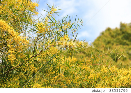 アカシア・フロリブンダ（柳葉アカシア）　 88531796