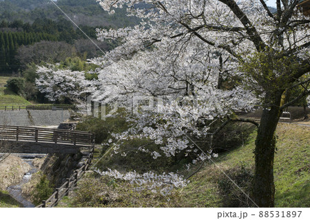 滝川親水公園（倉吉市関金温泉周辺の風景） 88531897