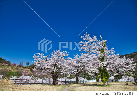 さくらースポーツ公園 さくらースポーツ公園 88531983