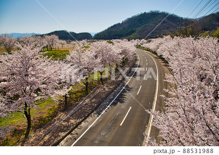 さくらースポーツ公園 88531988