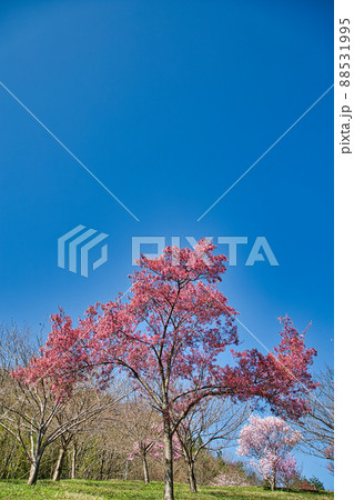 さくらースポーツ公園 88531995