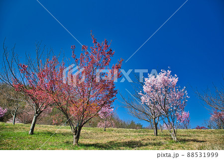 さくらースポーツ公園 さくらースポーツ公園 88531999
