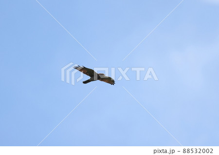 飛翔するサシバの成鳥メス 88532002
