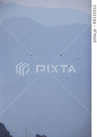 稜線から舞い上がるサシバのタカ柱 稜線から舞い上がるサシバのタカ柱 88532012