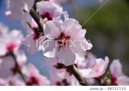 アーモンドの花 88532110