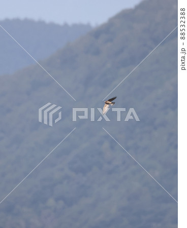 山を背景に飛翔するサシバの成鳥メス 山を背景に飛翔するサシバの成鳥メス 88532388