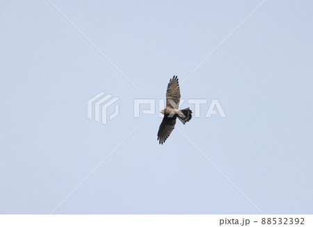 飛翔するサシバの成鳥メス 飛翔するサシバの成鳥メス 88532392