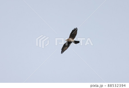 飛翔するサシバの成鳥メス 飛翔するサシバの成鳥メス 88532394