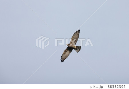飛翔するサシバの成鳥メス 飛翔するサシバの成鳥メス 88532395