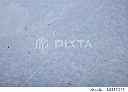 稜線から舞い上がるサシバのタカ柱 88532396