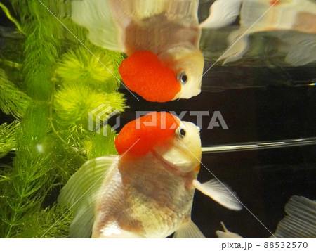 頭の赤いコブがかわいい金魚（高頭丹頂） 88532570
