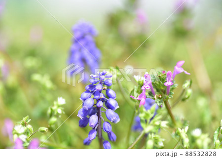 ムスカリと ホトケノザ ムスカリと ホトケノザ 88532828