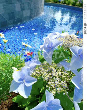 水辺に咲く美しく初々しい薄紫色のアジサイの花 88532877
