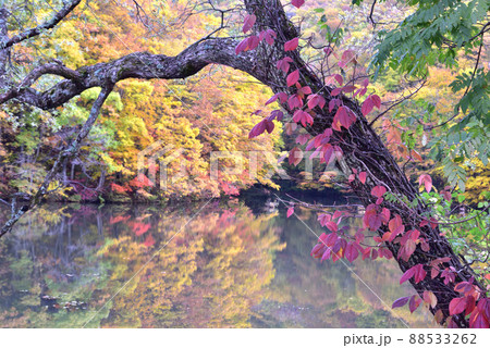 裏磐梯の紅葉 曲沢沼 裏磐梯の紅葉 曲沢沼 88533262